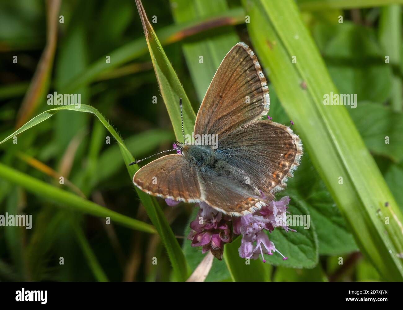 Weibliche Kreide-Hügel blau, Polyommatus coridon, Fütterung auf Majoran, auf Kreide im Landesboden. Stockfoto