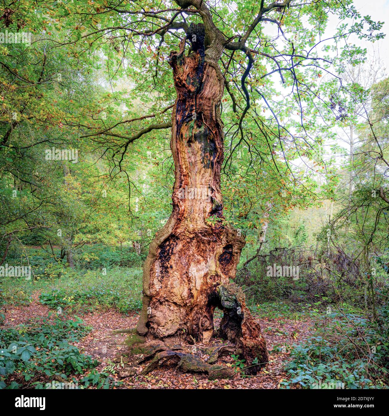 Die restliche Hälfte eines Baumes auf Hampstead Heath, spaltet sich irgendwann auf und zeigt noch wunderbarerweise Wachstum. Stockfoto