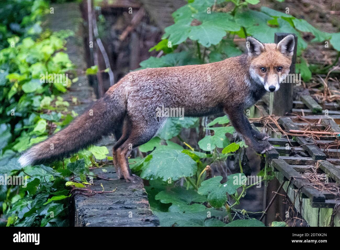 Ein urbaner Fuchs in seinem Wintermantel, in Camden Town, London, navigiert durch die hinteren Gärten auf der Suche nach Nahrung und seinem instinktiven Interesse an Menschen Stockfoto