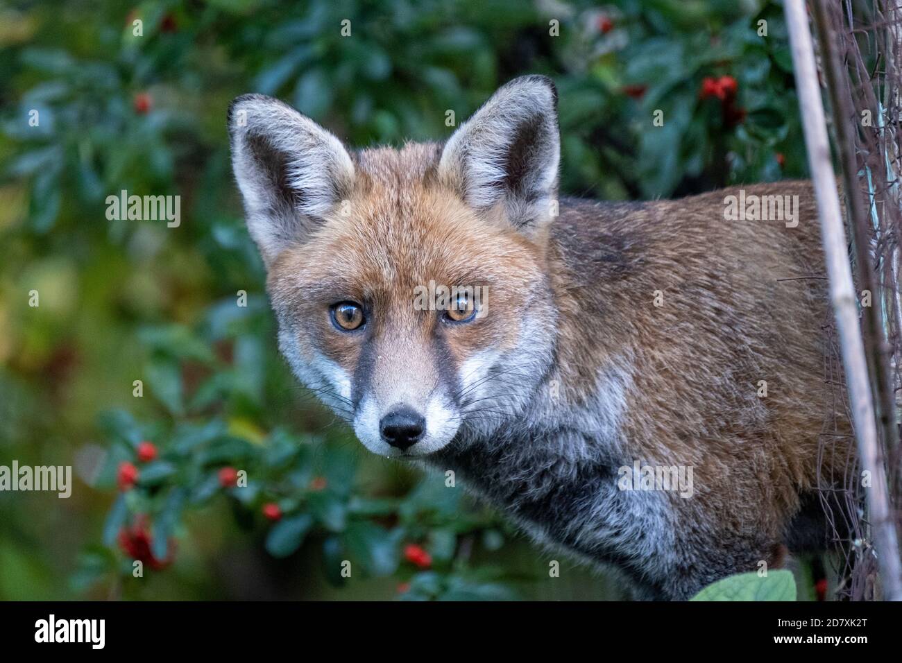 Ein urbaner Fuchs in seinem Wintermantel, in Camden Town, London, navigiert durch die hinteren Gärten auf der Suche nach Nahrung und seinem instinktiven Interesse an Menschen Stockfoto