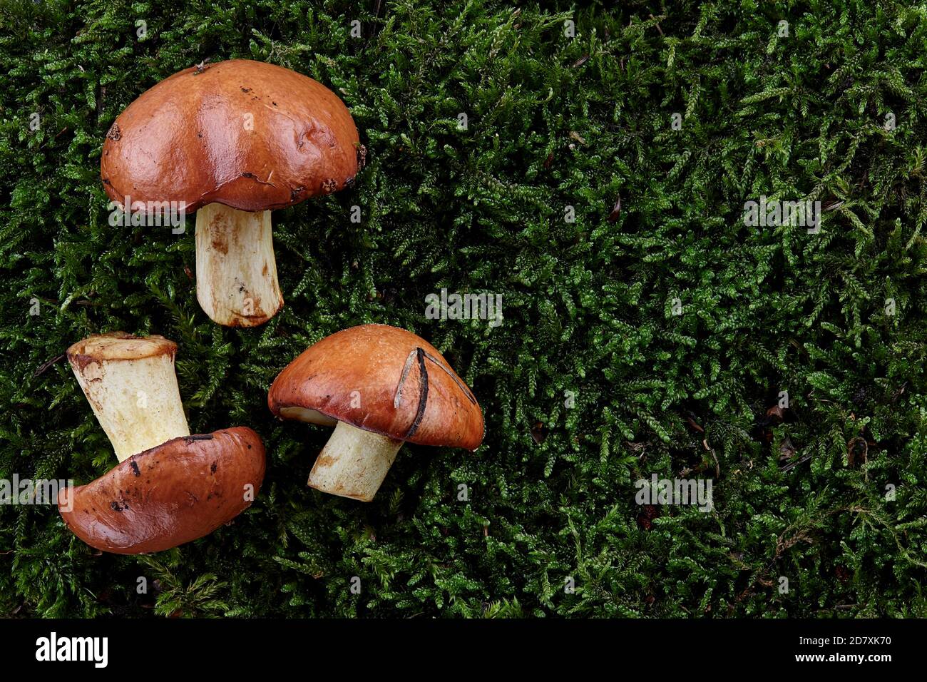 Rutschige Buben oder Suillus luteus auf grünem Mooshintergrund. Wildpilze im Wald. Stockfoto