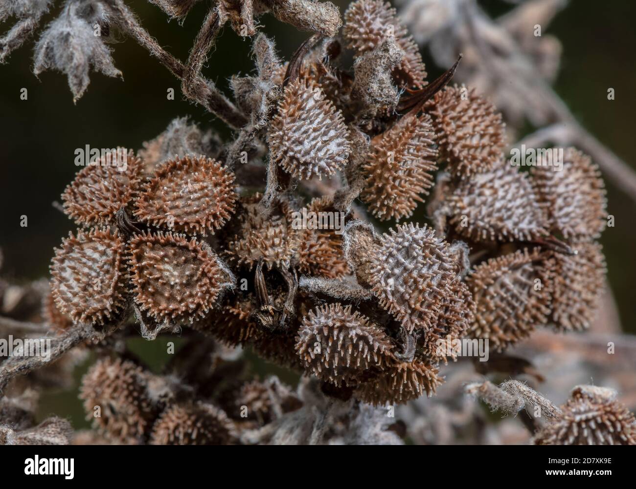 Früchte und Samen des Hummels, Cynoglossum officinale, auf Kreidegrasland. Stockfoto