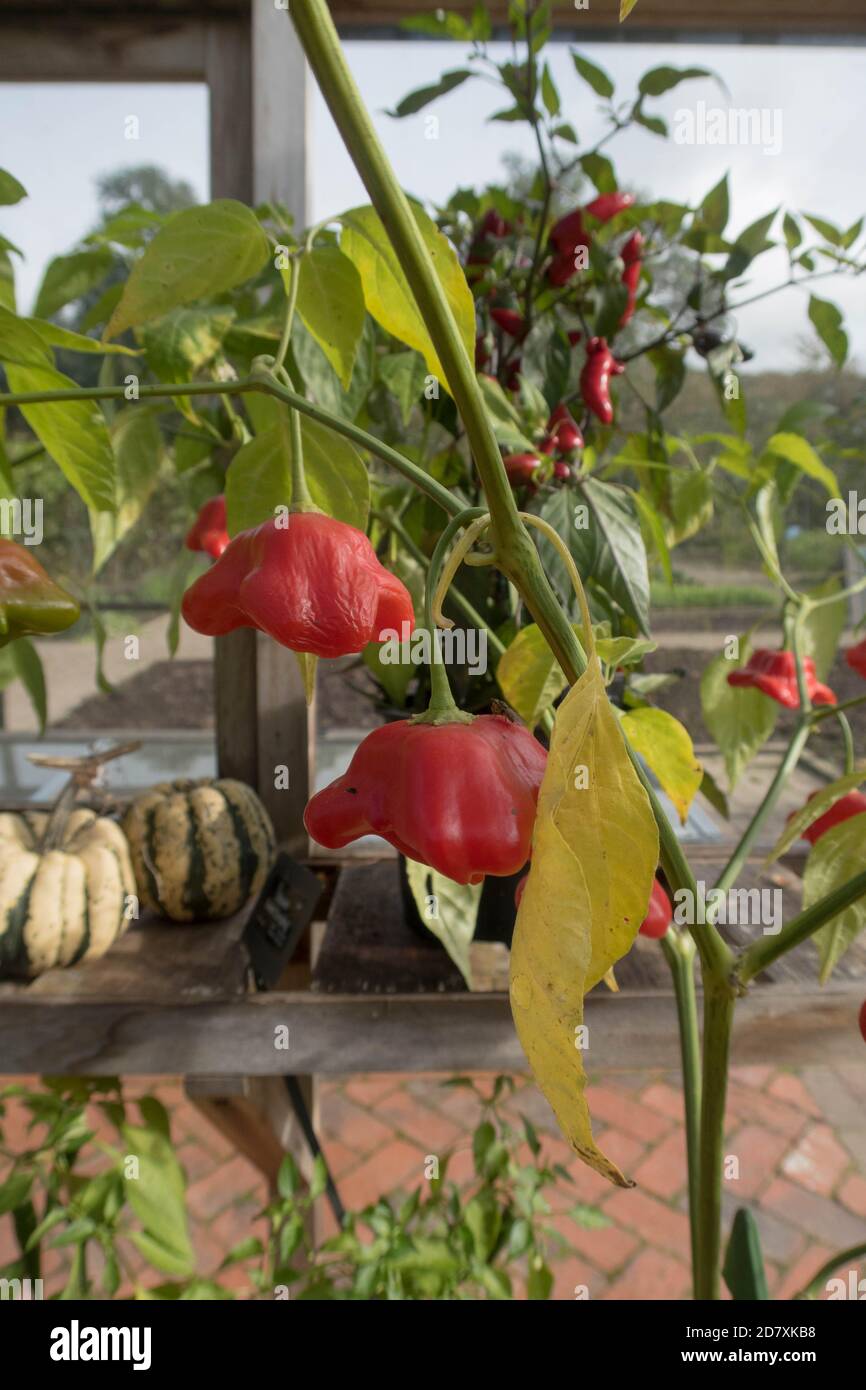 Selbst angebaute Bio-Chili oder Chili Peppers 'Bishops Crown' (Capsicum annuum) Im Gewächshaus auf einer Zuteilung in einem Gemüse wachsen Garten Stockfoto