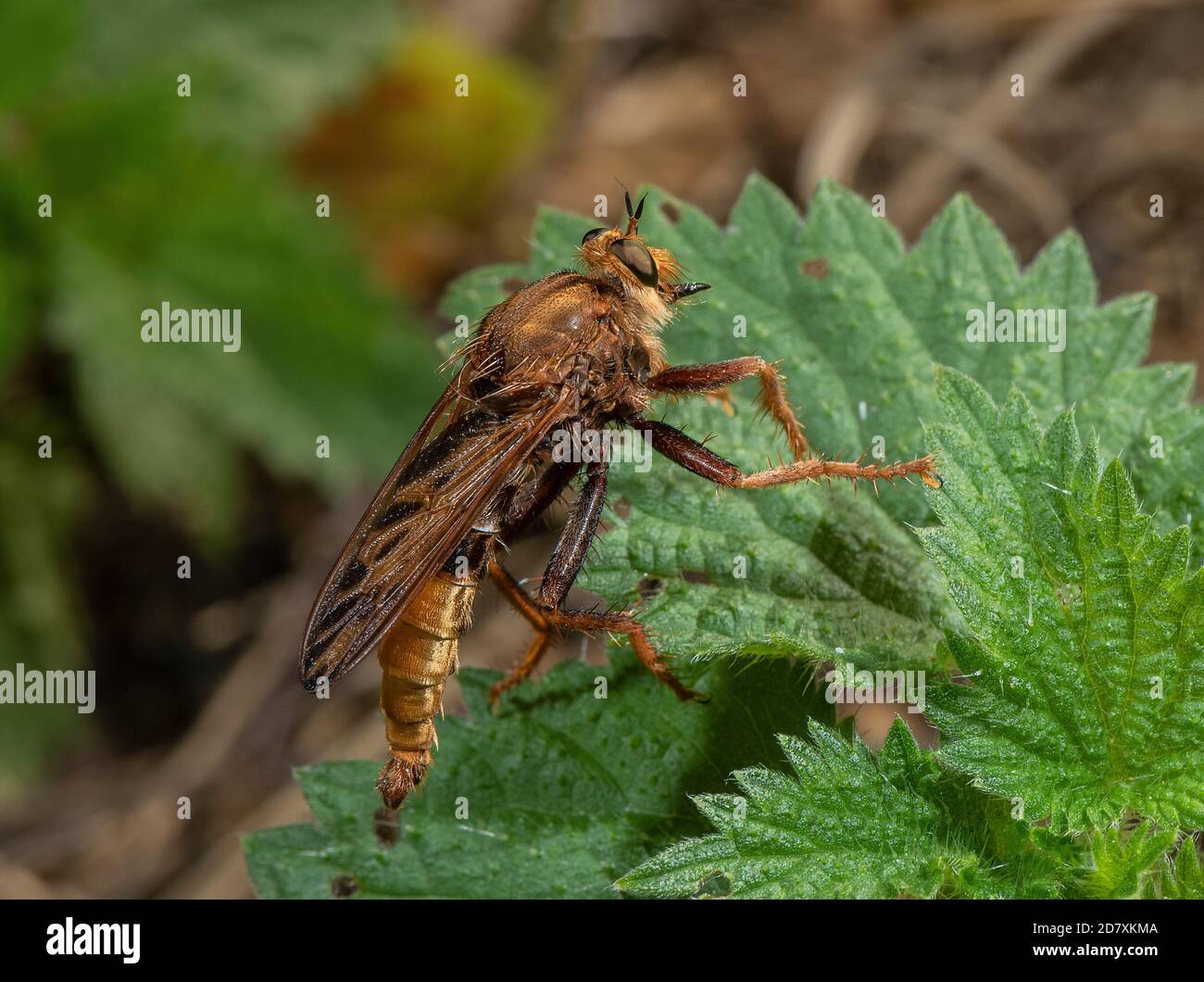 Männliche Hornet-Raubfliege, Asilus crabroniformis, auf Brennnessel auf Kreide im Landesinnegebiet, Hampshire thront. Stockfoto