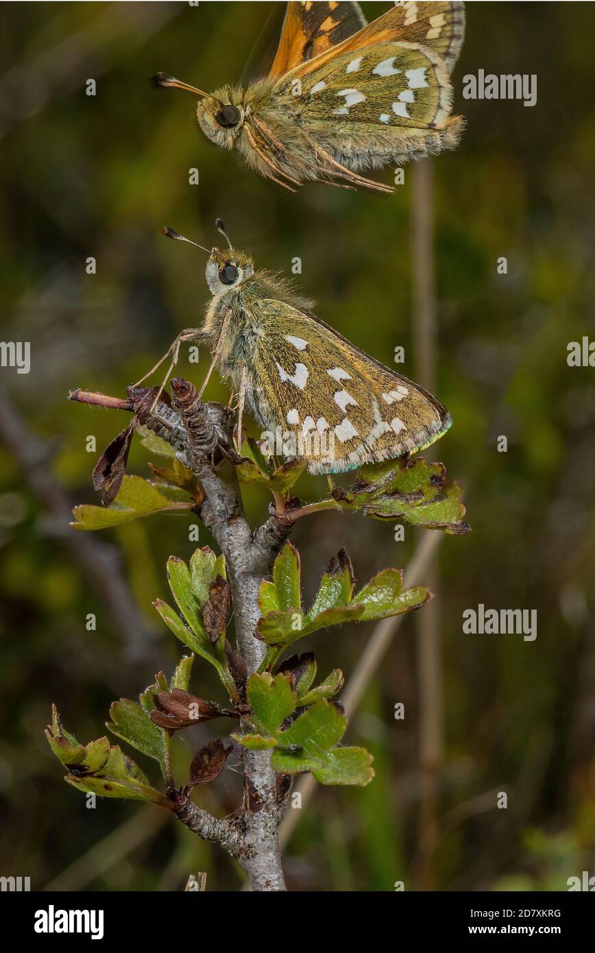 Ein Paar Silberfleckenskipper, Hesperia Comma, mit Männchen im Flug, auf Hawthorn, Kreide im August. Hampshire. Stockfoto