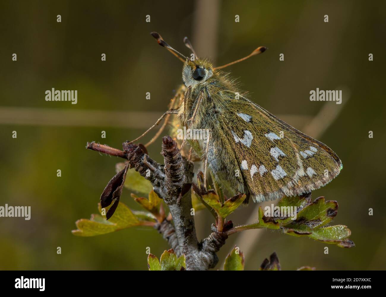 Umwerben Paar Silberfleckige Skipper, Hesperia Comma, - mit Männchen hauptsächlich hinter Weibchen versteckt - auf Hawthorn, Kreide Downland im August. Hampshire Stockfoto