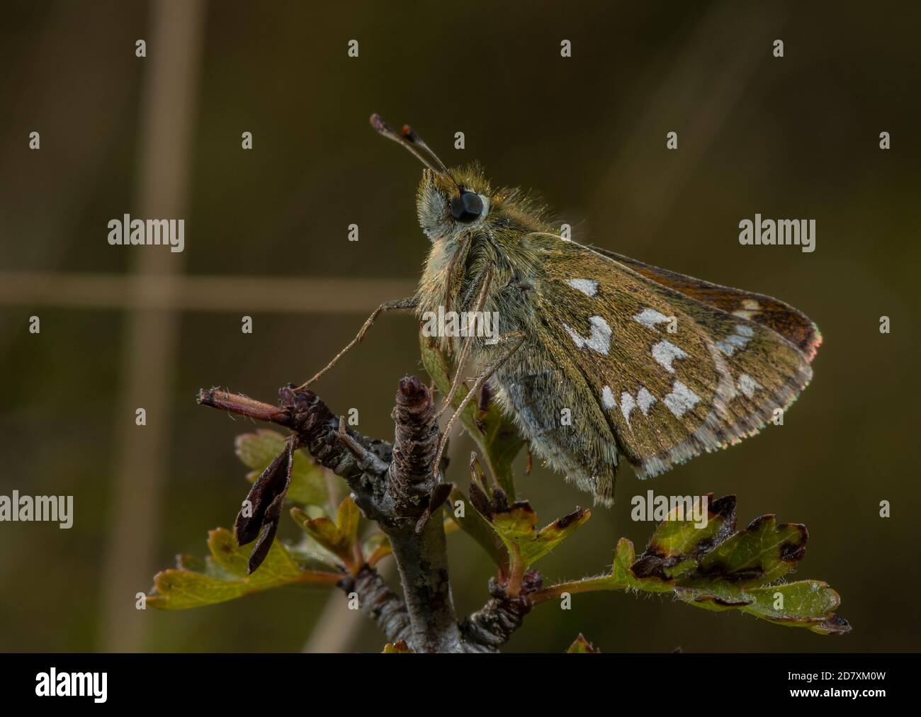 Weibliche Silberfleckige Skipperin, Hesperia Comma, auf Weißdorn, auf Kreide im August. Hampshire. Stockfoto