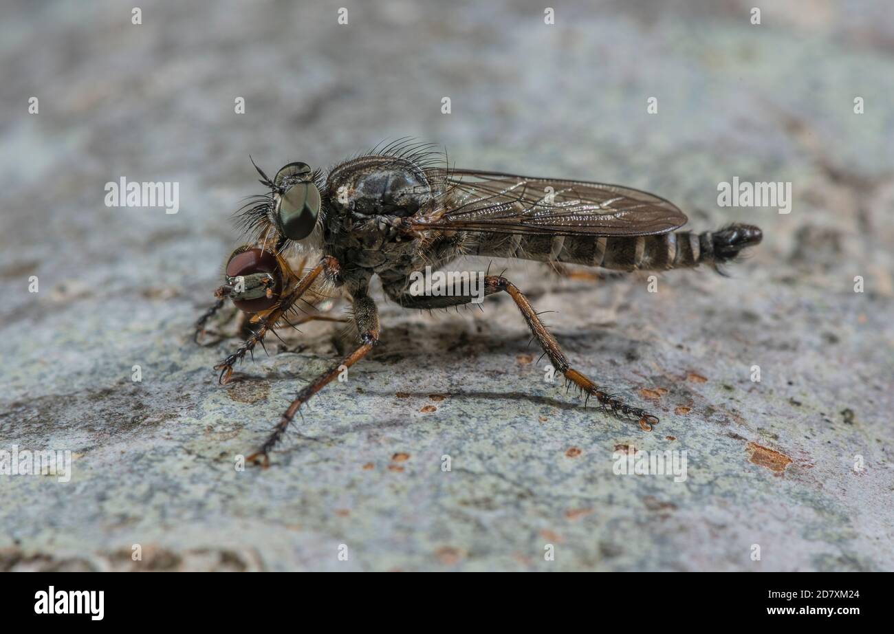 Weibchen Drachenschwanz Robberfly, Tolmerus atricapillus, mit Schwebeflug Beute; auf Buchenholz, Rand der Kreide Downland, Hampshire. Stockfoto