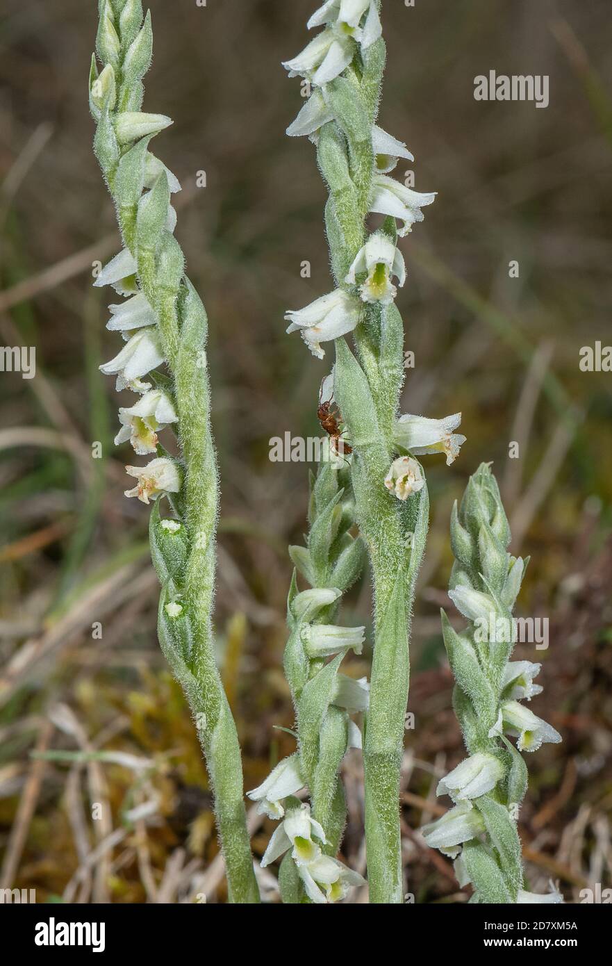 Herbstlätzchen, Spiranthes spiralis, blüht im Spätsommer auf weidelndem Kreideweiden, wird von Ameisen wegen Nektar besucht. Stockfoto