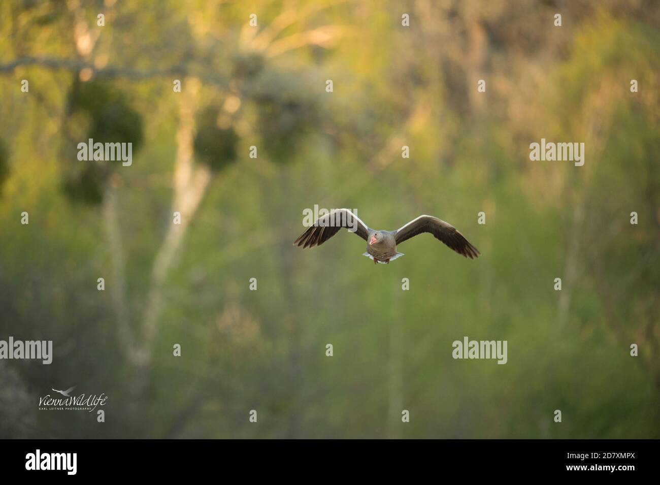 Die Graugans ,Anser im Flug.Wir von Vienna Wildlife konnten Schon junge Fotografien.das bedeutet sie brueten auch in Wien Stockfoto