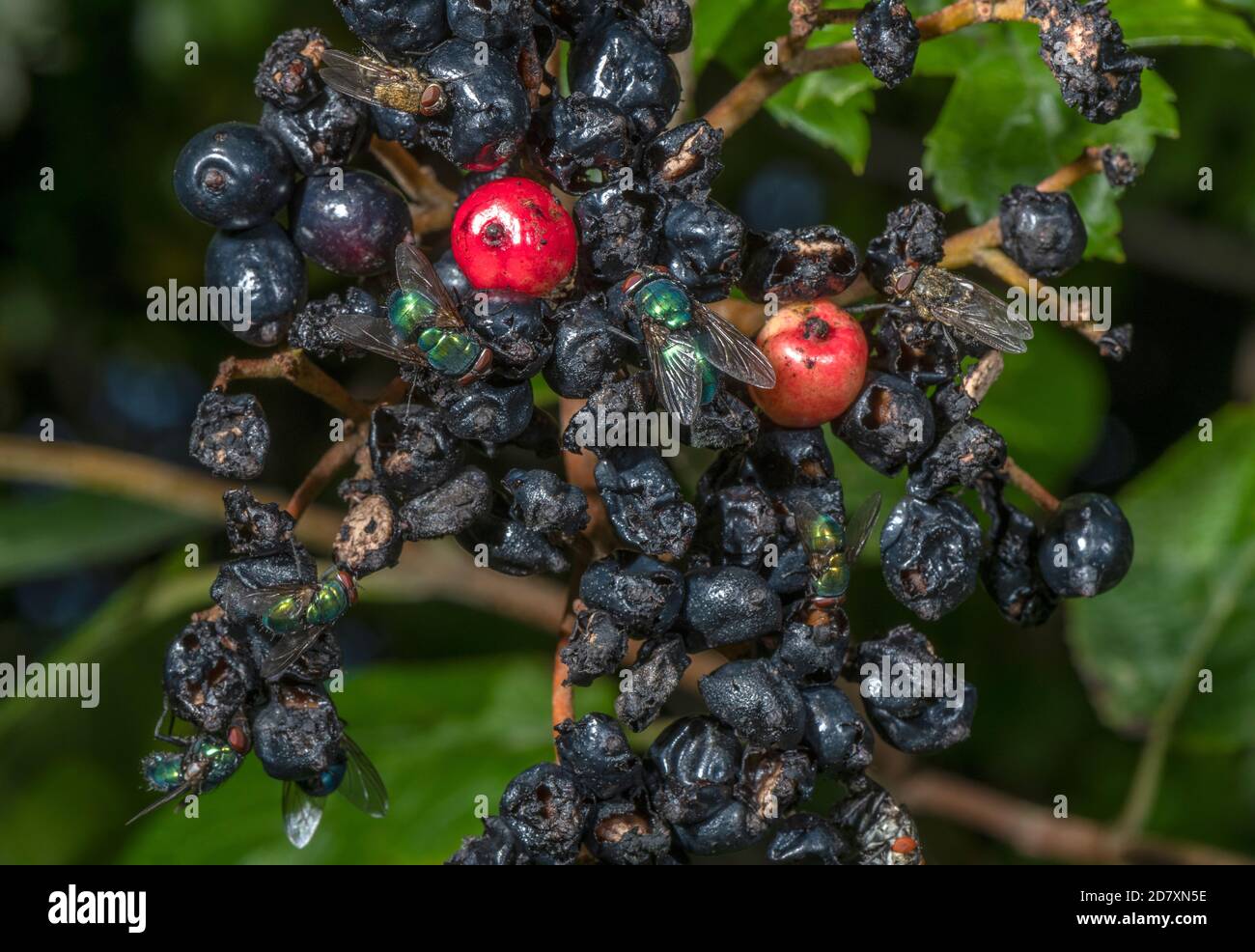 Greenbottle Fliegen und Cluster Fliegen Fütterung von reifen Beeren von Wayfaring Baum, Viburnum lantana, im Frühherbst. Stockfoto