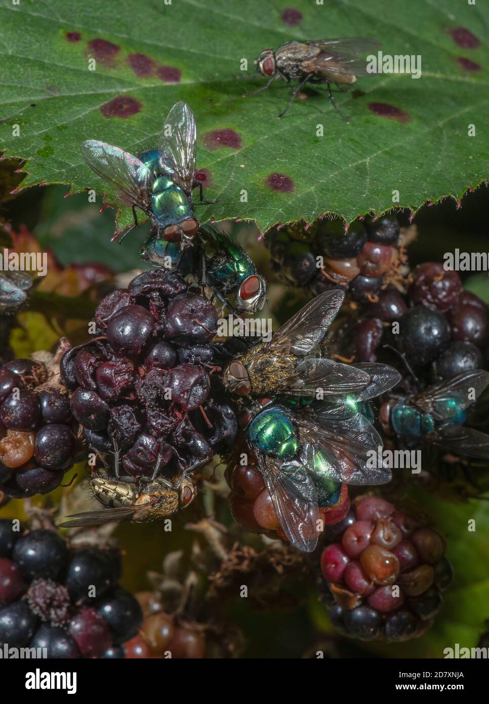 Reife Brombeeren, bedeckt mit verschiedenen Fliegen besonders grüne Flaschen und Cluster Fliegen. Spätsommer Hecke. Stockfoto