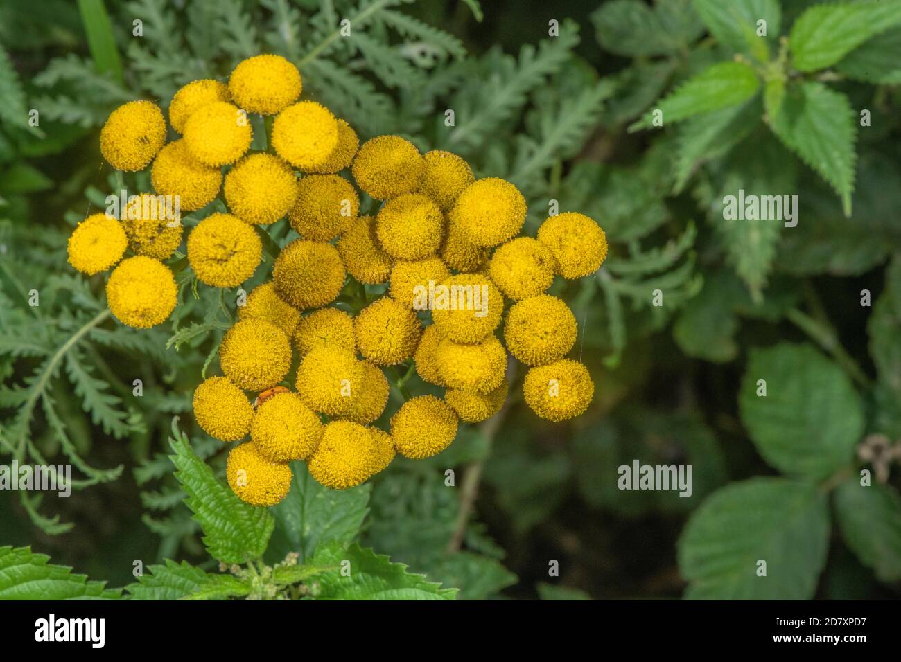 Blütenspitze von Tansy, Tanacetum vulgare, in Flussvegetation, Dorset. Stockfoto