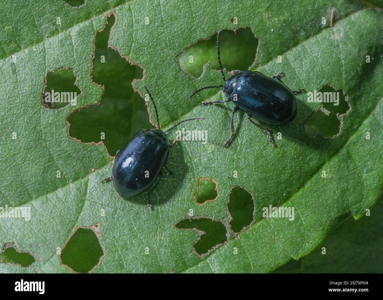 Erlenblattkäfer, Agelastica alni, auf den Blättern von Alder, Alnus glutinosa. Stockfoto