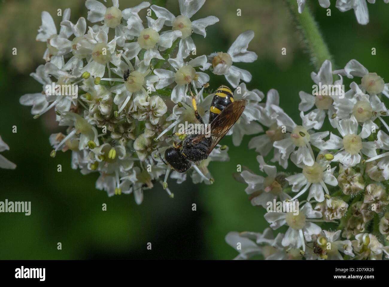 Eine Grabenwespe, Weibchen Dark Fly Fox, Ectemnius continuus, füttert an Hogweed-Blüten. Stockfoto