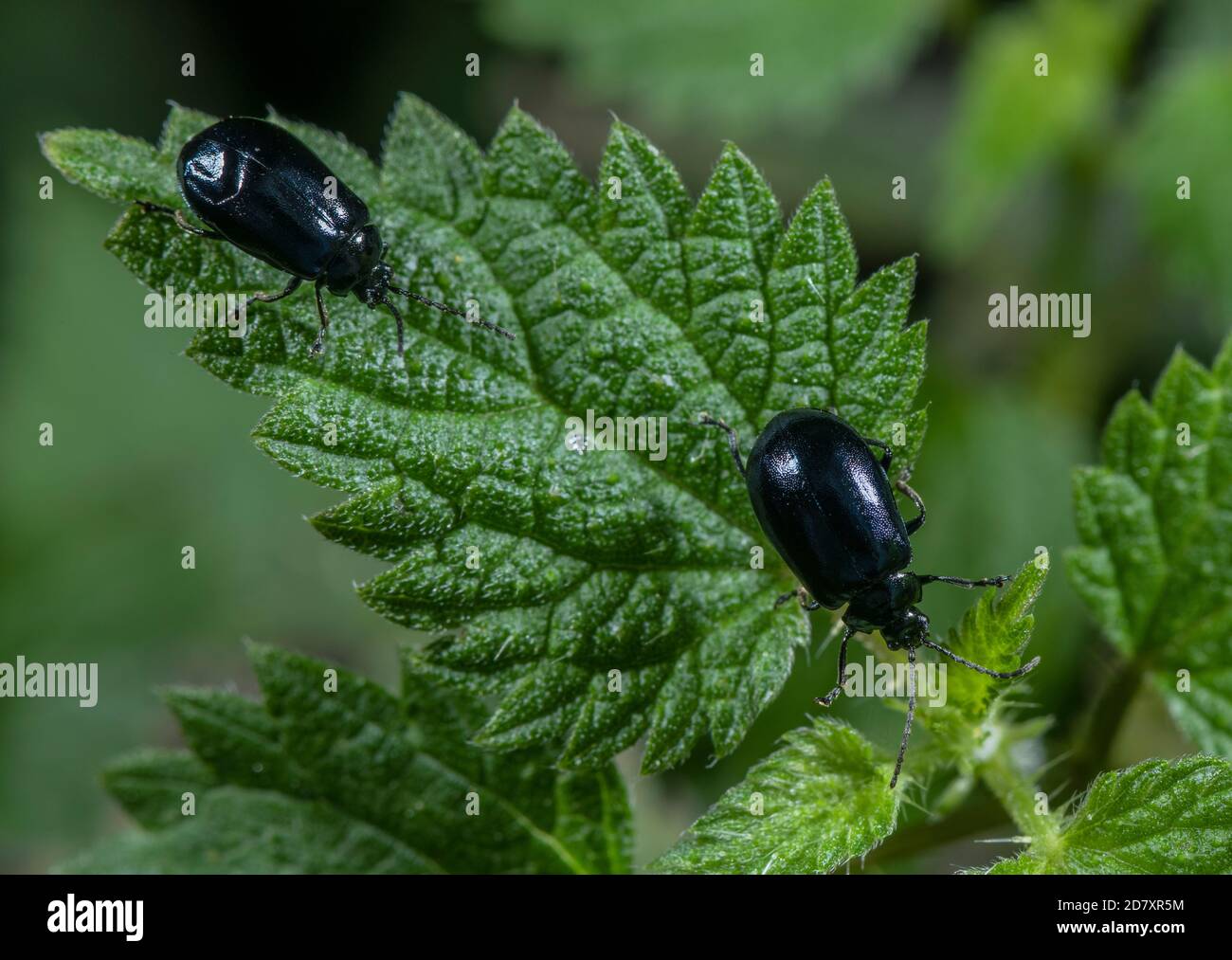 Erlenblattkäfer, Agelastica alni, auf den Blättern von Alder, Alnus glutinosa. Stockfoto