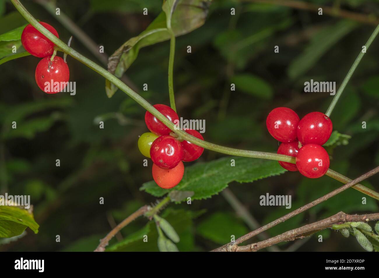 Reife Beeren der Schwarzen Bryonie, Dioscorea communis, im Spätsommer hedgerow. Stockfoto