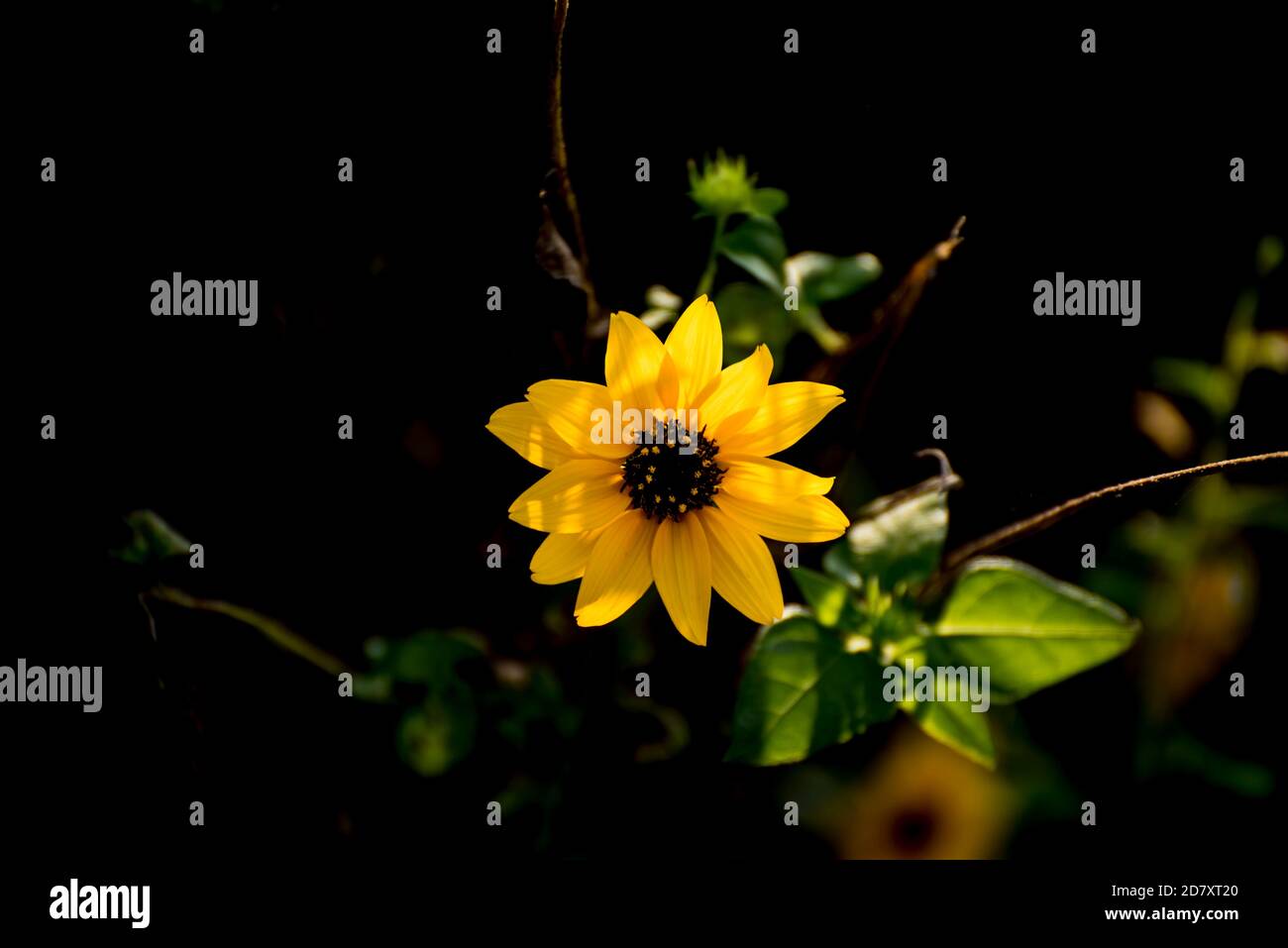 Nahaufnahme der Sonnenblume vor schwarzem Hintergrund Stockfoto