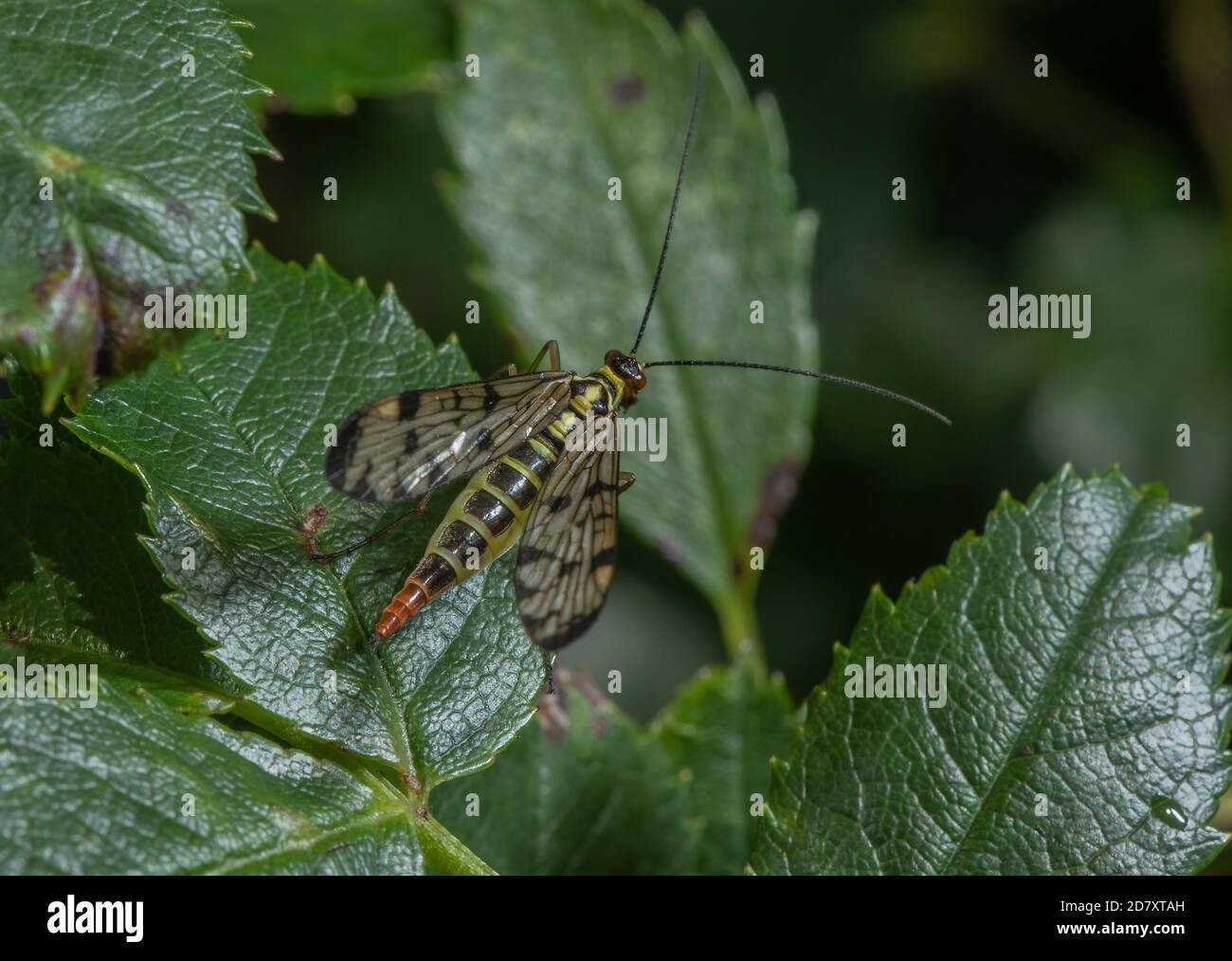 Weibliche Skorpionfliege, Panorpa communis auf Rosenblatt, im Spätsommer. Stockfoto