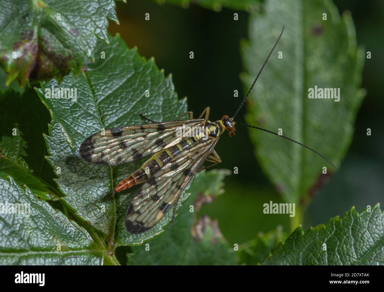 Weibliche Skorpionfliege, Panorpa communis auf Rosenblatt, im Spätsommer. Stockfoto