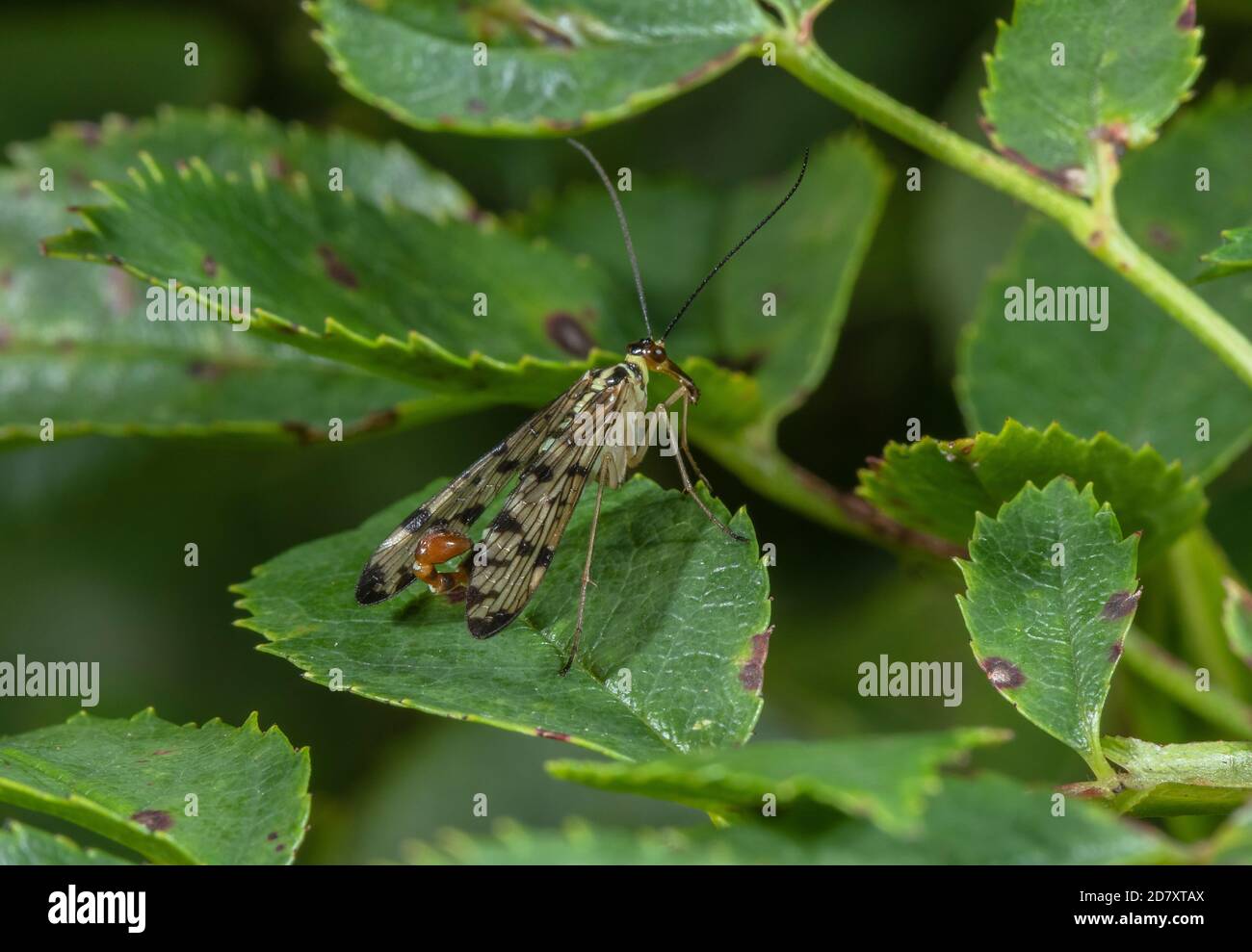 Männchen gemeine Skorpionfliege, Panorpa communis auf Rosenblatt, im Spätsommer - mit umgedrehtem Bauch. Stockfoto