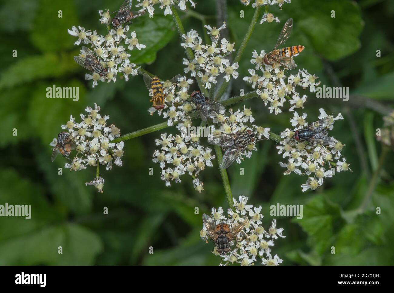 Massen von Insekten ernähren sich von Hogweed Blumen, im Spätsommer, vor allem Schwebfliegen, Blasen, Muscid Fliegen etc. Stockfoto