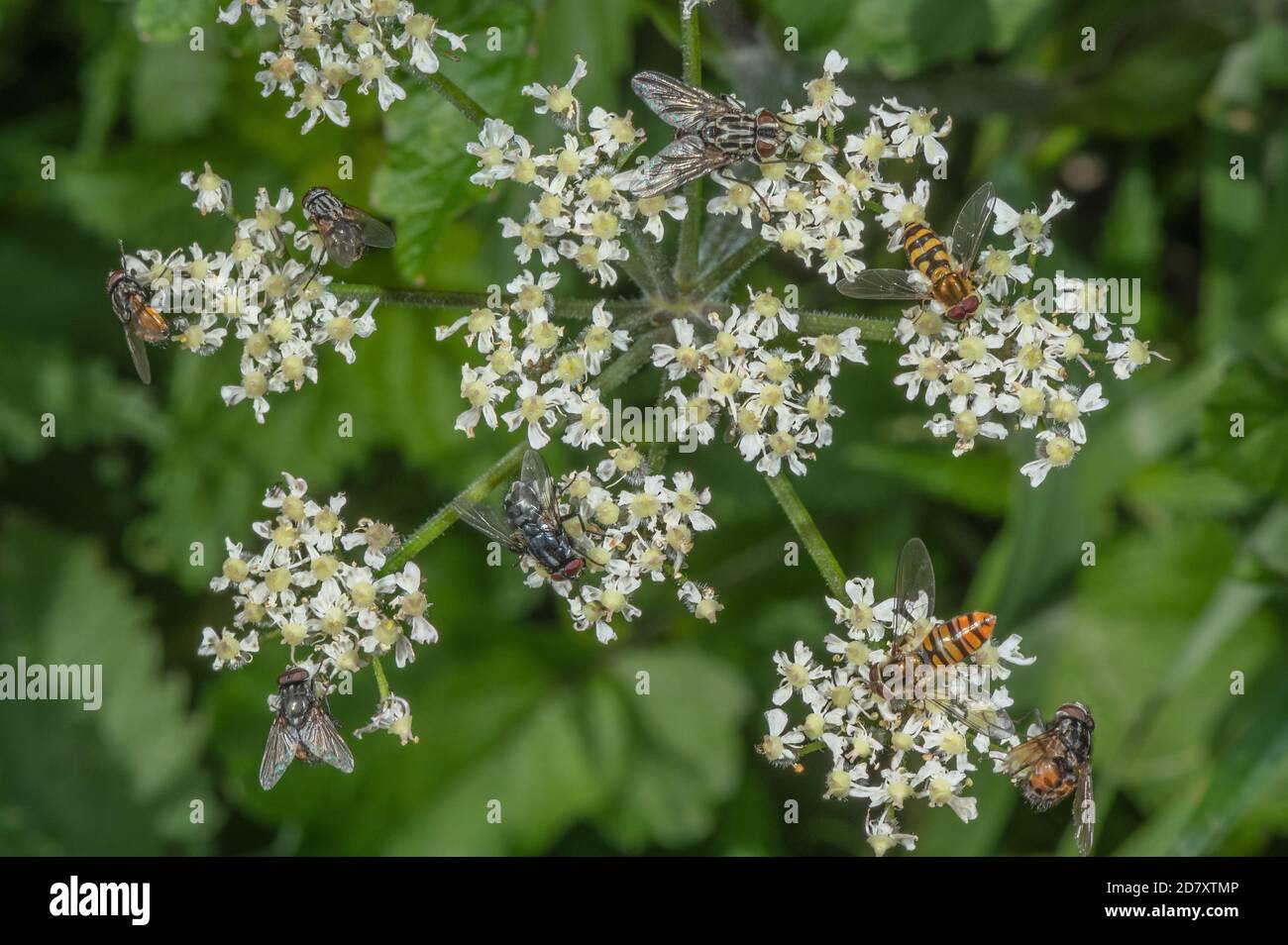 Massen von Insekten ernähren sich von Hogweed Blumen, im Spätsommer, vor allem Schwebfliegen, Blasen, Muscid Fliegen etc. Stockfoto
