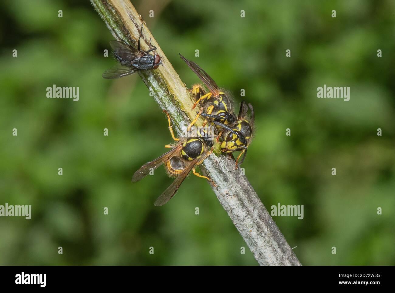 Gruppe von deutschen Wespen, Vespula germanica, die bei der Wunde, die zuckersaft ausläuft, auf Hogweed-Stamm wechselwirkend sind. Somerset Levels. Stockfoto