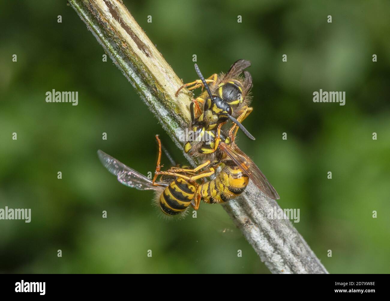 Gruppe von deutschen Wespen, Vespula germanica, die bei der Wunde, die zuckersaft ausläuft, auf Hogweed-Stamm wechselwirkend sind. Somerset Levels. Stockfoto