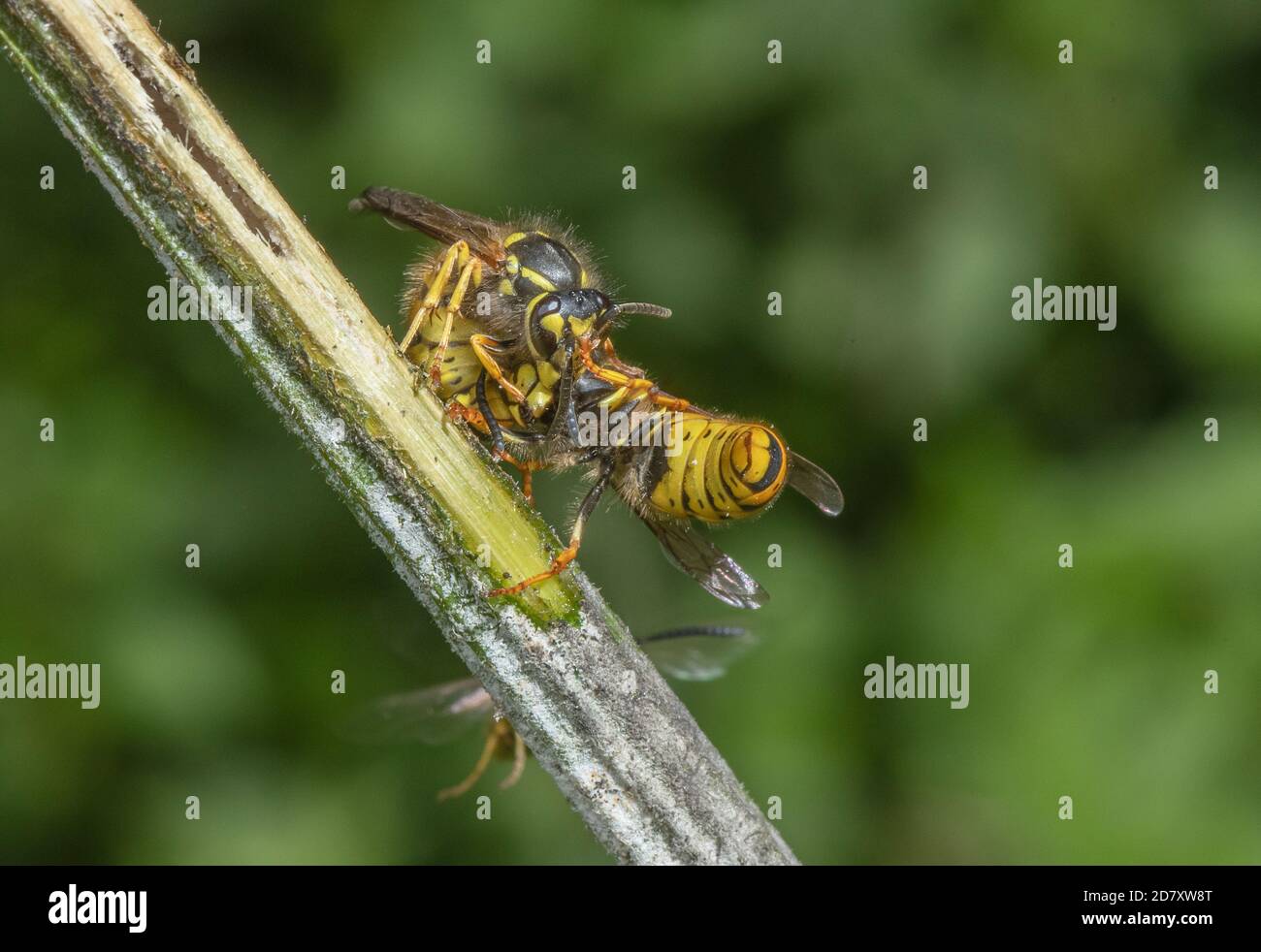 Gruppe von deutschen Wespen, Vespula germanica, die bei der Wunde, die zuckersaft ausläuft, auf Hogweed-Stamm wechselwirkend sind. Somerset Levels. Stockfoto