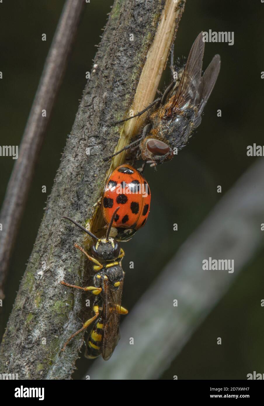 Feldgräberwespe, Mellinus arvensis, bewachende tote Harlekin Marienkäfer, Harmonia axyridis, (wahrscheinlich parasitiert) mit Sternschnuppe, Pollenia rud Stockfoto