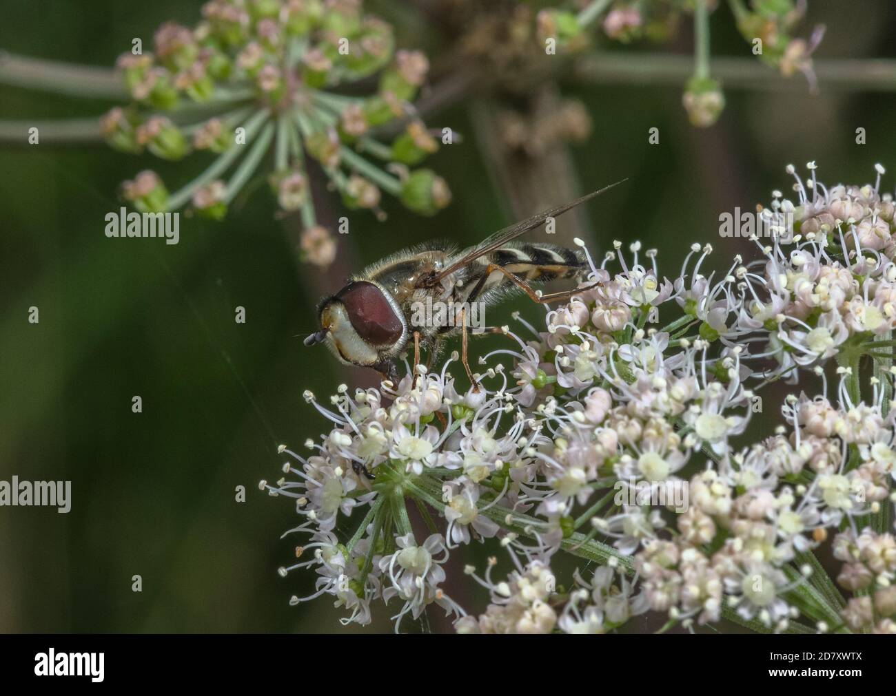 Pied Hoverfly, Scaeva pyrastri, Fütterung von Common Angelica Blumen. Stockfoto