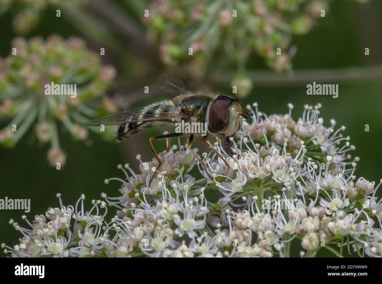 Pied Hoverfly, Scaeva pyrastri, Fütterung von Common Angelica Blumen. Stockfoto