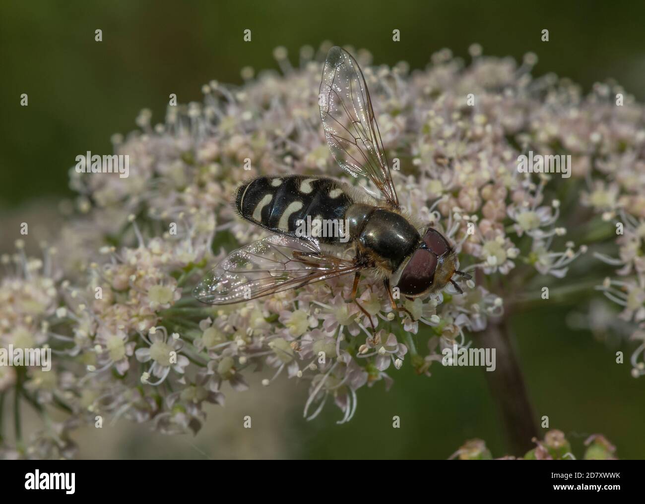 Pied Hoverfly, Scaeva pyrastri, Fütterung von Common Angelica Blumen. Stockfoto