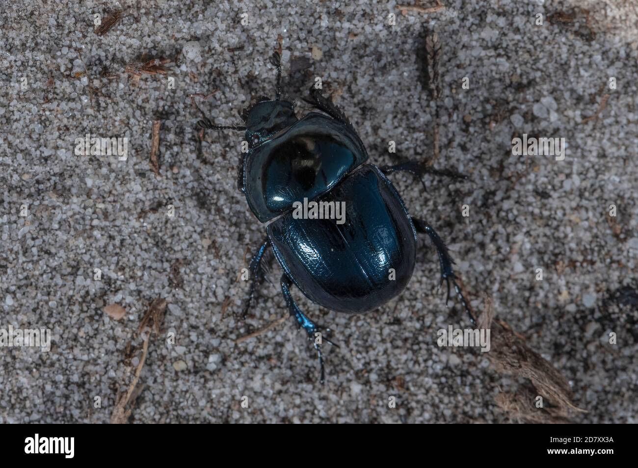 Heath Dumble Dor oder Heath Dor Beetle, Trypocopris pyrenaeus, in der Nähe von Mist auf Dorset Heide im Spätsommer. Selten in Großbritannien. Stockfoto