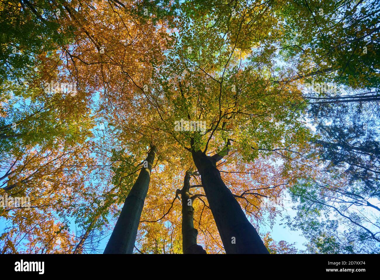 Blick auf die Baumwipfel im Herbstwald Stockfoto