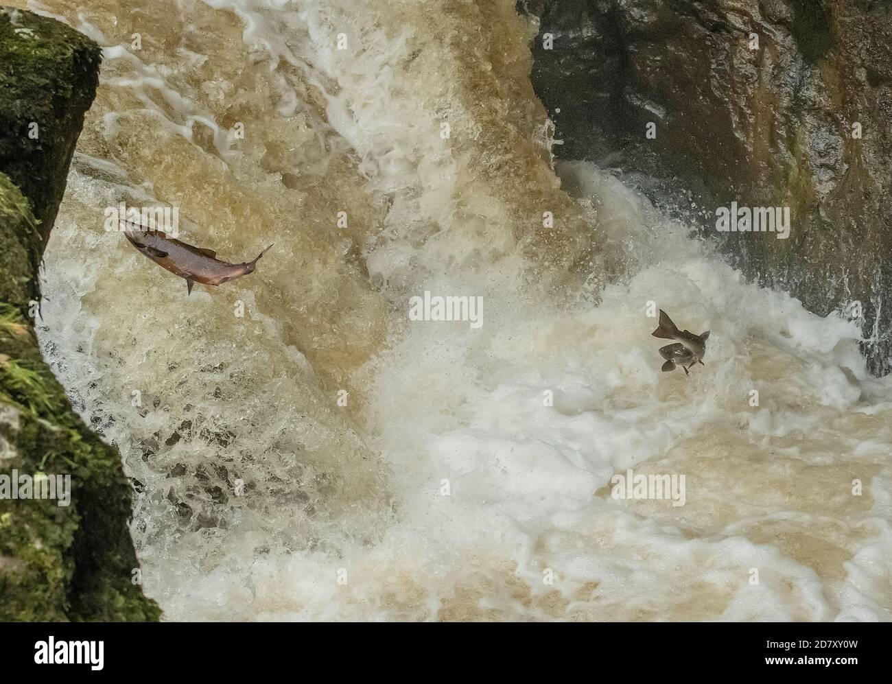 Atlantischer Lachs, Salmo Salar, Migration auf den Fluss Almond, Perth & Kinross, zu züchten. Stockfoto