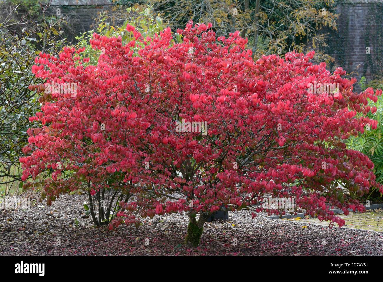 Euonymus alatus compactus Burning Bush kompakte geflügelte Spindel rote Buchse Baum mit roten Blättern im Herbst Stockfoto