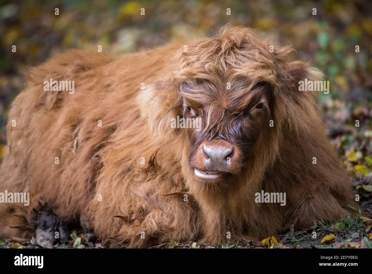 Hochlandrinder Kalb Stockfoto