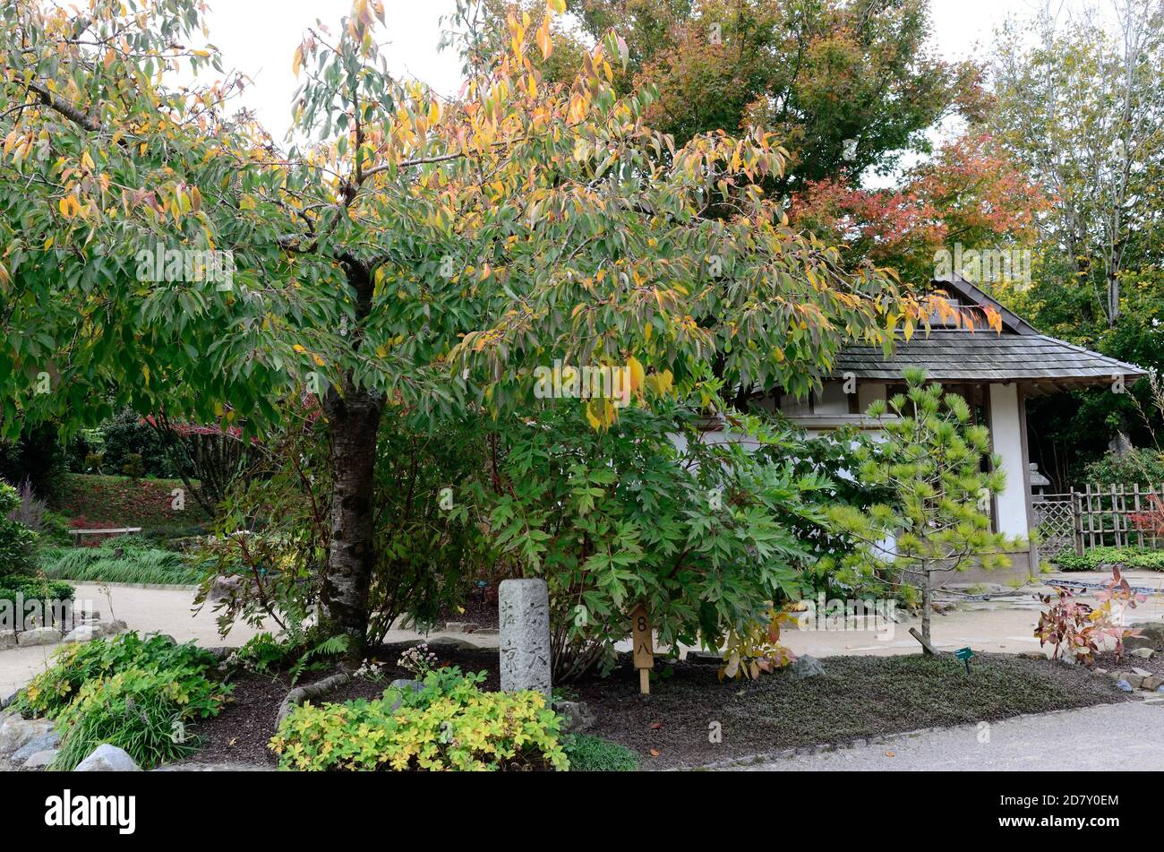 Japanischer Garten im National Botanical Garden of Wales Carmarthenshire Wales Großbritannien Stockfoto