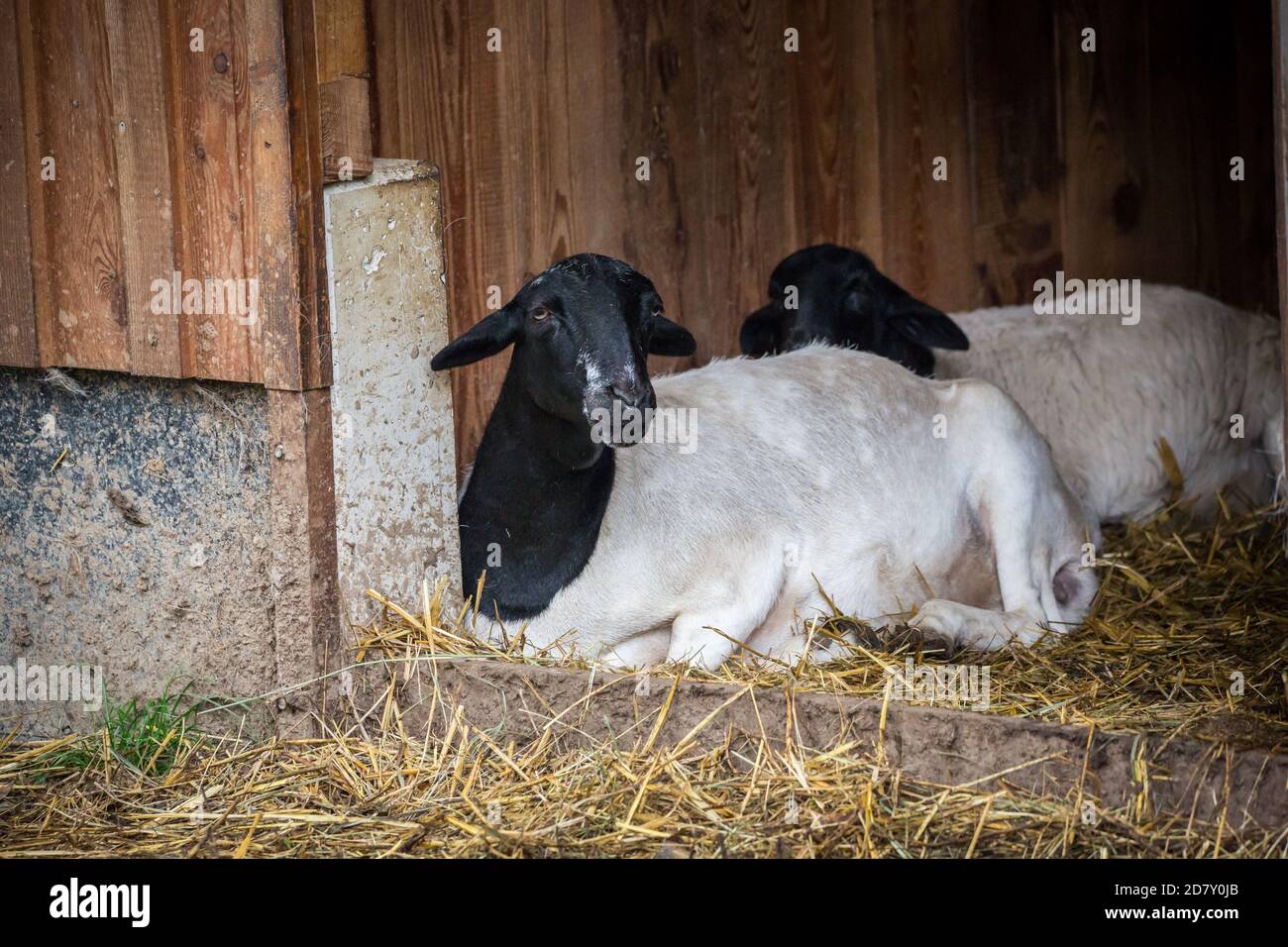 'Somali Fett-Schwanz Schafe' (Somali Fettschwanzschaf) Ist eine afrikanische Schafrasse mit weißem Körper und schwarz Kopf Stockfoto