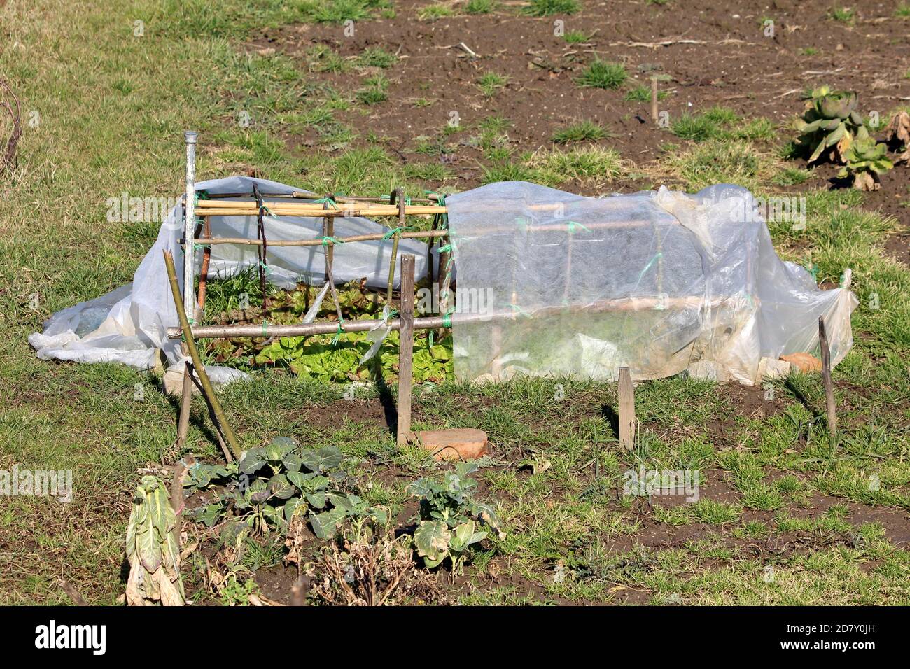 Lokaler Hausgarten mit Bio-hellgrünen geschichteten Salat Oder Lactuca sativa einjährige Pflanzen wachsen in kleinen hausgemachten behelfsmäßigen Gewächshaus Stockfoto