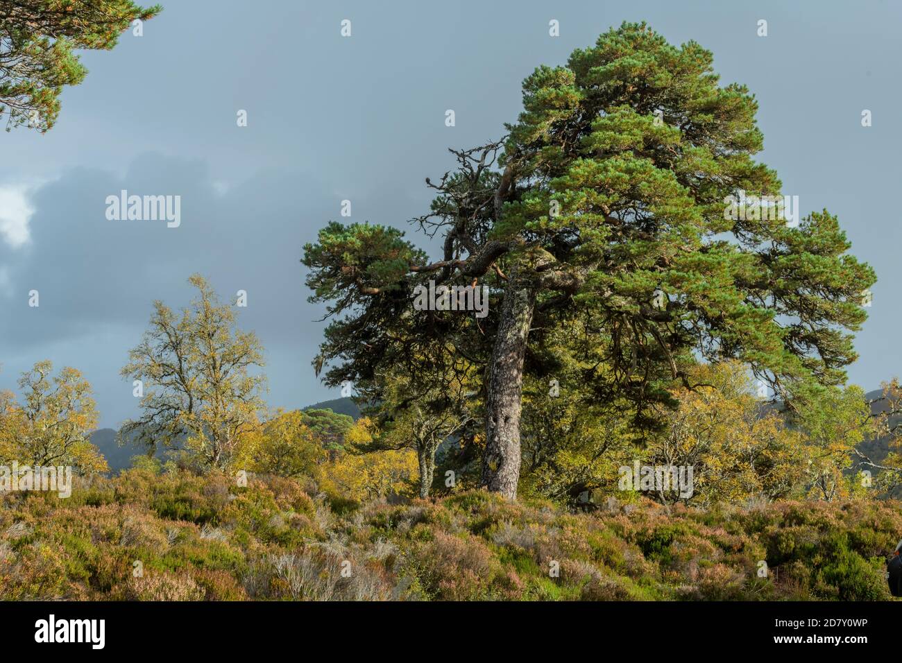 Schottenkiefer, Pinus sylvestris Baum in Glen Affric, nationales Naturschutzgebiet und Caledonian Forest Reserve, im Herbst; Highland. Stockfoto