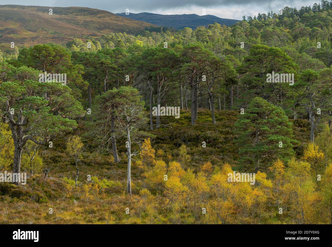 Glen Affric, nationales Naturschutzgebiet und Caledonian Forest Reserve, im Herbst; Highland, Schottland. Schottenkiefer, Pinus sylvestris mit Birken. Stockfoto