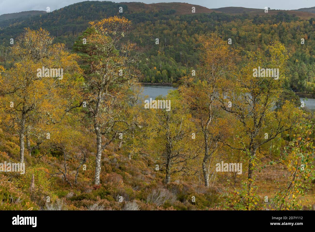 Flauschbirke, Betula pubescens Waldgebiet in Glen Affric, nationales Naturschutzgebiet und Caledonian Forest Reserve, im Herbst; Highland, Schottland. Stockfoto