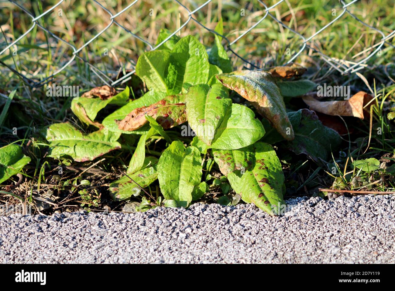 Kleine breitblättrige Dock oder Rumex obtusifolius Pflanze mit langen breit Hellgrüne bis braune ovale bis lanze geformte Blätter wachsen Auf der Seite der asphaltierten Straße Stockfoto