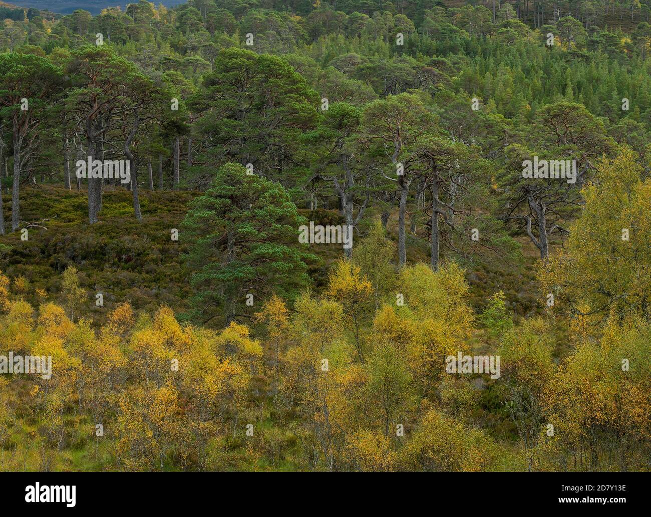 Glen Affric, nationales Naturschutzgebiet und Caledonian Forest Reserve, im Herbst; Highland, Schottland. Schottenkiefer, Pinus sylvestris mit Birken. Stockfoto