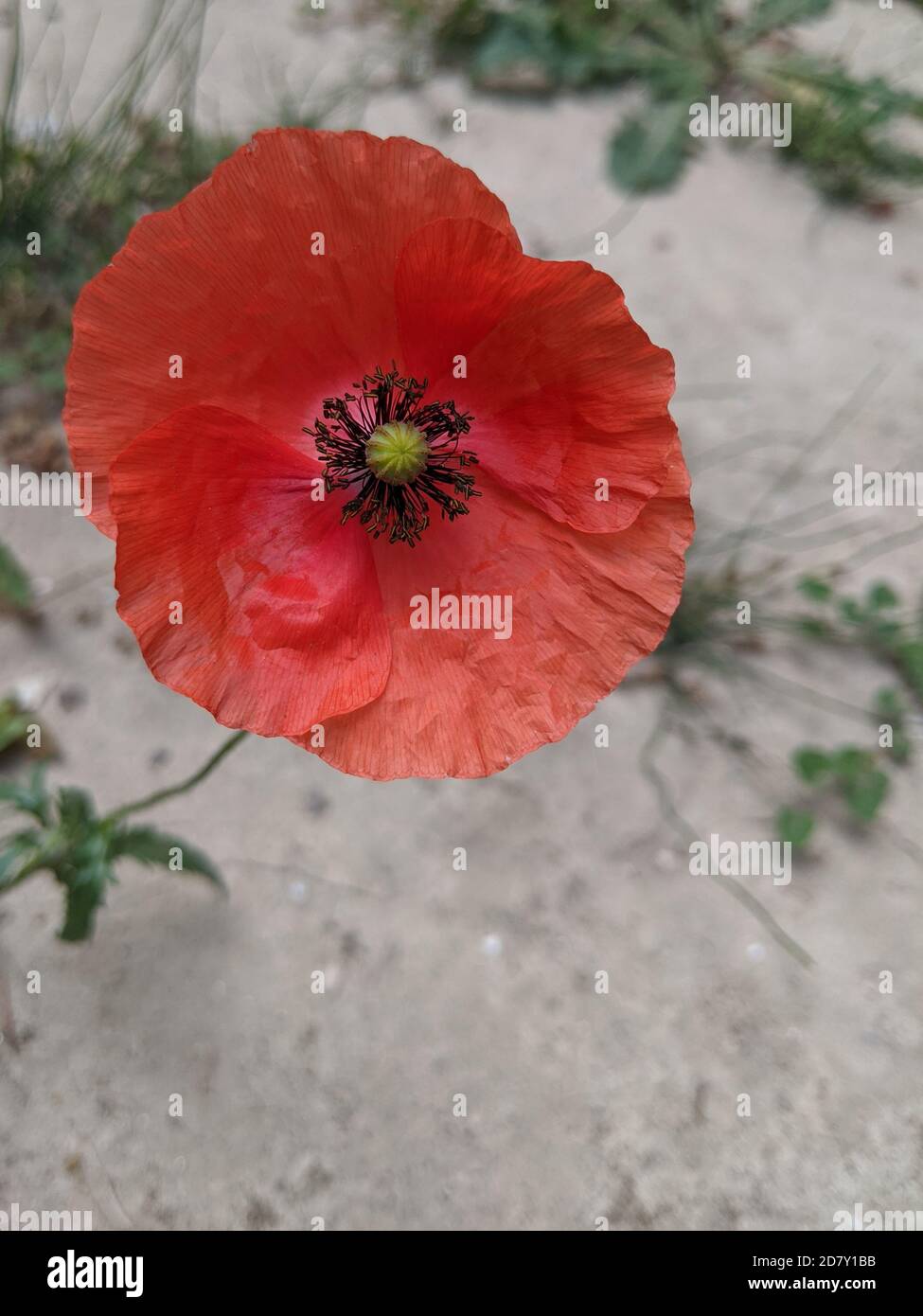 Mohn blüht auf trockenem Boden Stockfoto