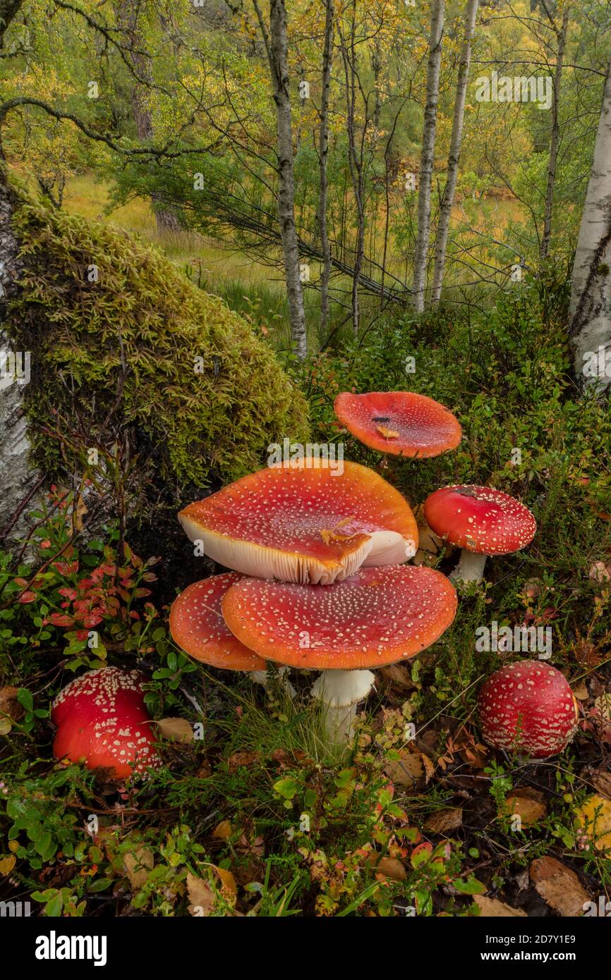 Amanita Muscaria Halluzinogene Pilze Stockfotos Und -bilder Kaufen - Alamy