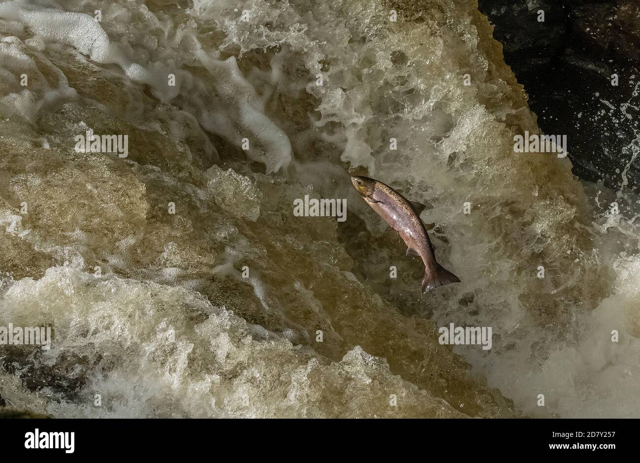 Atlantischer Lachs, Salmo Salar, Migration auf den Fluss Almond, Perth & Kinross, zu züchten. Stockfoto